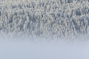 Fog and trees with snow