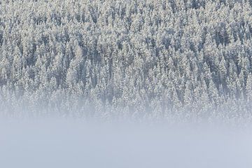 Nebel und Bäume mit Schnee