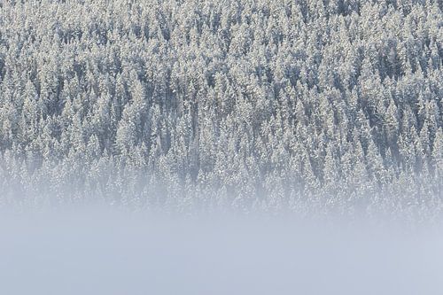 Fog and trees with snow