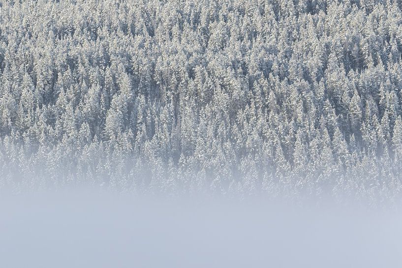 Nebel und Bäume mit Schnee von Dennis en Mariska