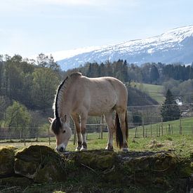 Fjordenpaard in Noorwegen van Sylvia van der Hoek