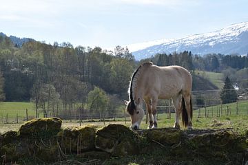 Fjord horse in Norway by Sylvia van der Hoek