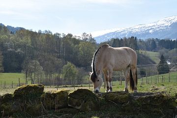 Fjordenpaard in Noorwegen van Sylvia van der Hoek