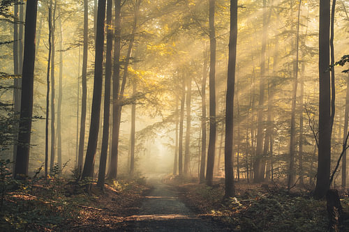 Morning sun in the beech forest