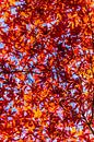 Herbstliche Farben im Park. von Joost Potma Miniaturansicht