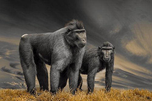 Des singes sérieux