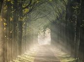 Matin brumeux dans la forêt par Peet Romijn Aperçu