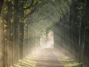 Nevelige ochtend in het bos
