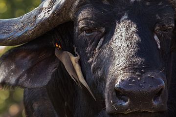 Buffalo en Yellow-billed oxpecker van Lenie de Boer