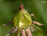 Fleur de pissenlit