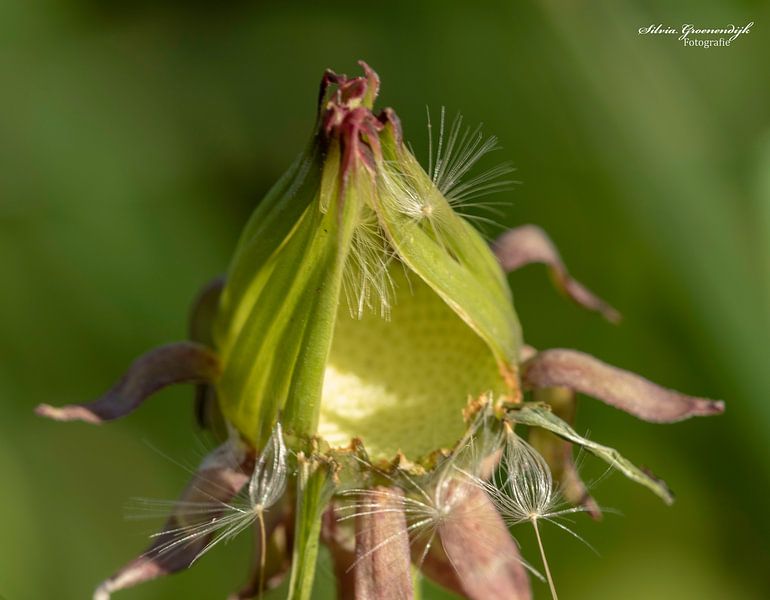Löwenzahnblüte von Silvia Groenendijk
