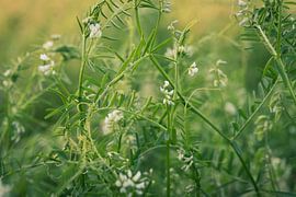 Close-up Macro Nature Evening Light Golden Hour