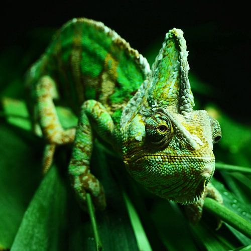 kameleon sur Jannes Boonstra