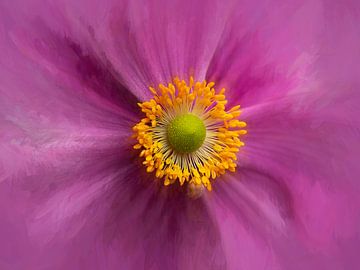 Magenta anemone by Rogier Droogsma