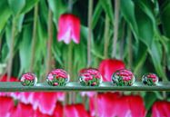 Water drops with reflection of tulips by Inge van den Brande thumbnail