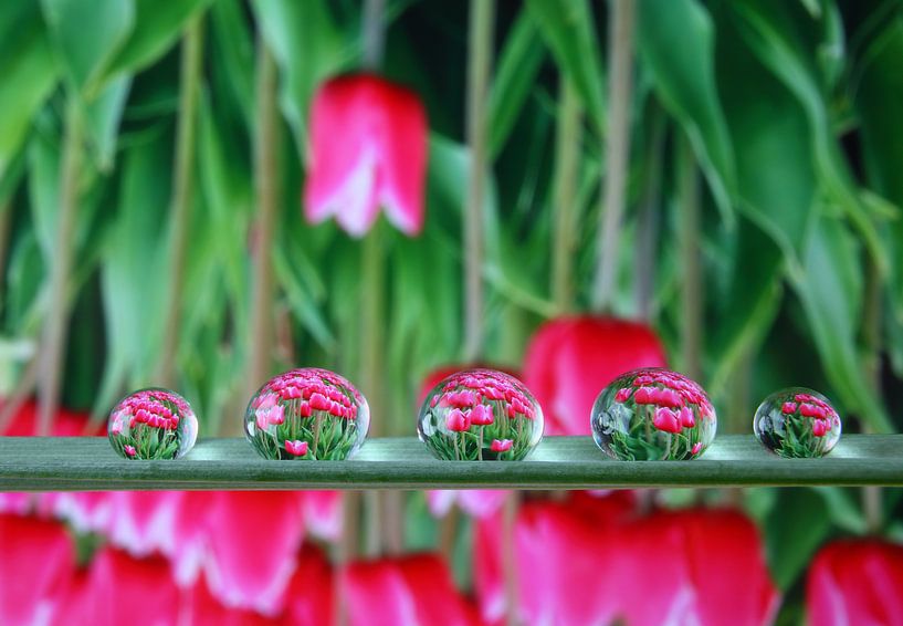 Wassertropfen mit Reflexion der Tulpen von Inge van den Brande
