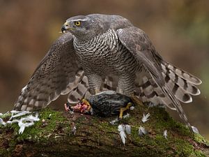 Der Habicht schützt seine Beute. von Inge Duijsens