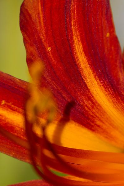 Fiery velvet petals by QEIMOY