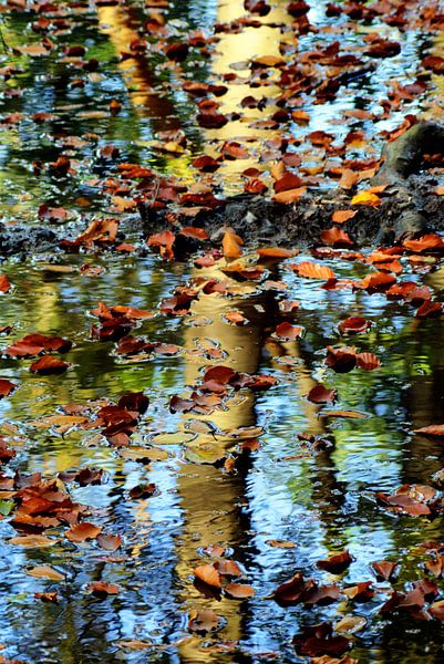 Herbstliche Reflexion Speulderbos von Watze D. de Haan