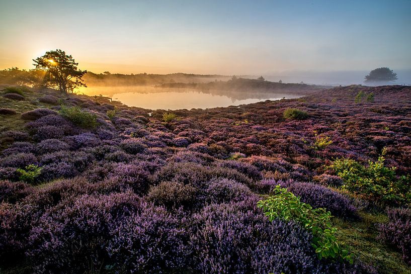 Heather in the schoorl dunes in the mist #24 by peterheinspictures