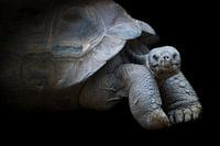 Foto van een prachtige reuzenschildpad