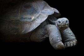 Photo of a turtle by Marja Suur
