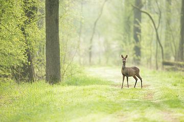 Ree in the early morning on a forest path by Jeroen Stel