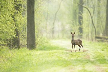 Ree in de vroege ochtend op een bospad van Jeroen Stel