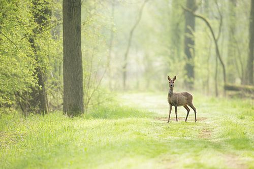 Ree in de vroege ochtend op een bospad