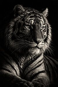Portrait de tigre en noir et blanc – affiche animalière fine art puissante avec un éclairage dramatique
