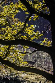 Die Silhouette eines Rehs im Rahmen eines Waldes mit bunten Blättern. von Nicky Depypere