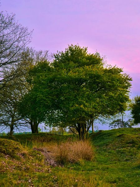 Broccoli 2 van snippefotografie