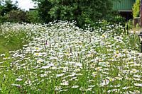 Blühendes Margeritenfeld