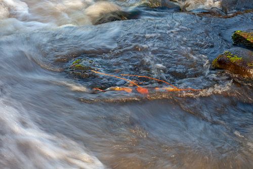 Herfstbladeren in Woest Water