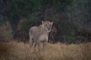 lion sous la pluie
