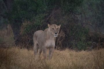 lion sous la pluie sur Ed Dorrestein