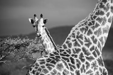 Jeune girafe en noir et blanc sur Andius Teijgeler