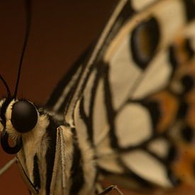 Vlinder, Vlindorado - Nederland van Danielle Kool | my KOOL moments