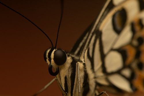 Vlinder, Vlindorado - Nederland