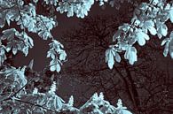 Kastanjeboom in de lente van Raoul Suermondt thumbnail