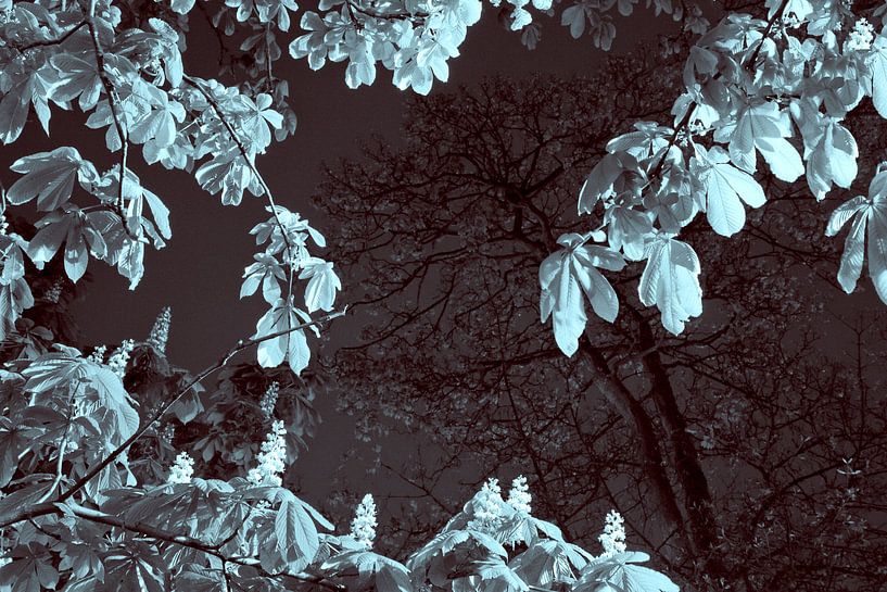 Kastanjeboom in de lente van Raoul Suermondt