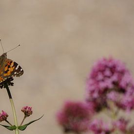 Butterfly on a flower von Anne van de Beek