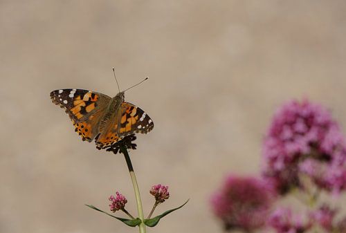 Kleine vos (vlinder) op een bloem