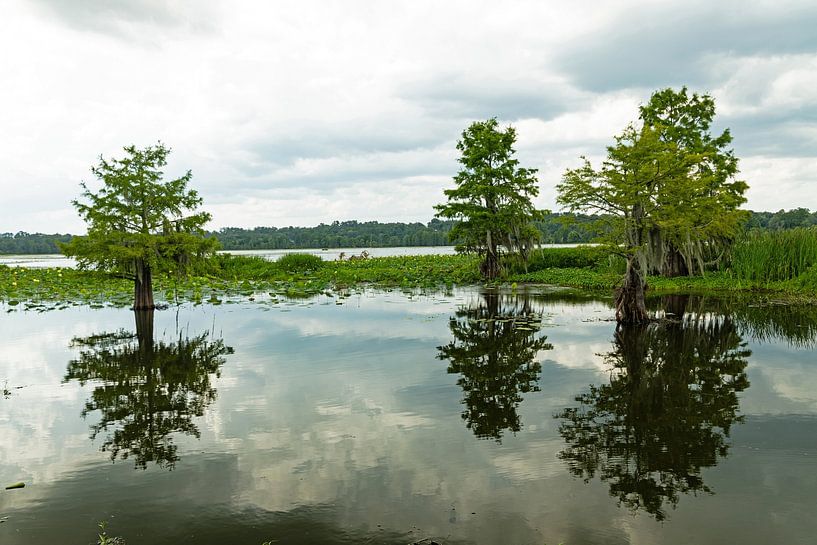 Alligator Lake in Lake City, Florida van Alexander Ließ