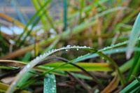 Raindrops on grass