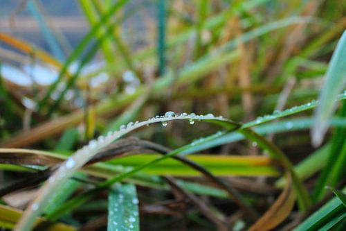 Regendruppels op gras