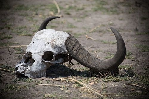 skull schedel waterbuffel end of story