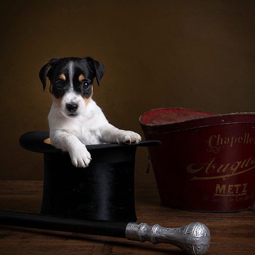 Jonge jack russel terrier puppy in een hoge hoed