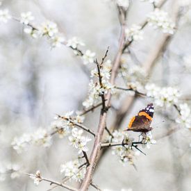 Schmetterling Frühlingsimpression von Jürgen Schmittdiel Photography