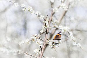 Schmetterling Frühlingsimpression